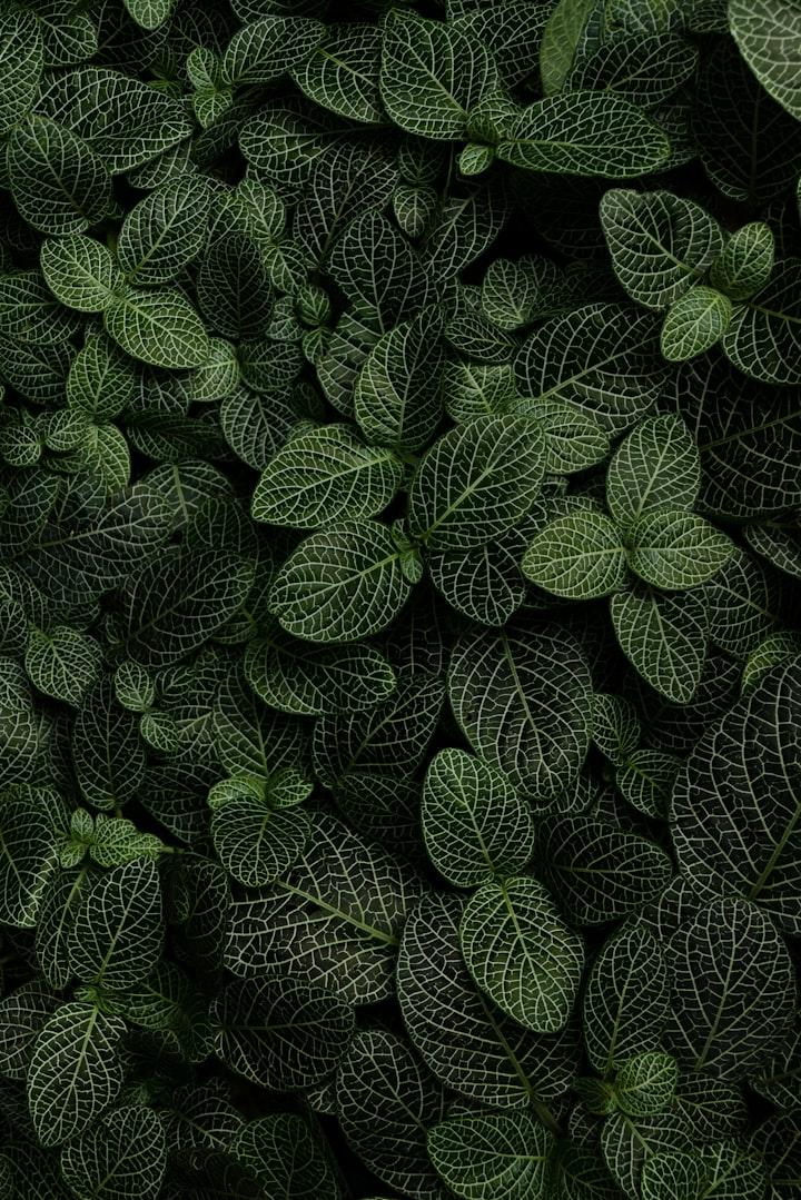 bas64-image-2025-08-12